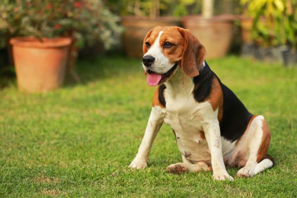Dog Friendly Landscaping in Taylor