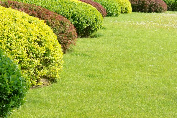 Shrubbery Planting in Taylor