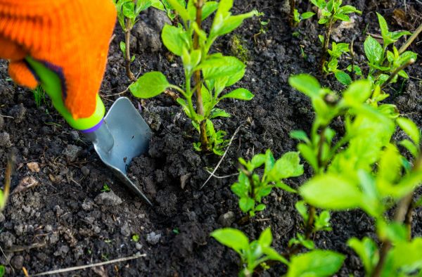 Hydrangea Planting in Taylor