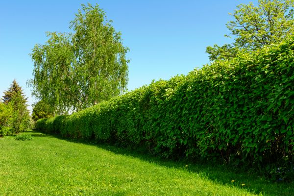 Hedge Replacement in Taylor