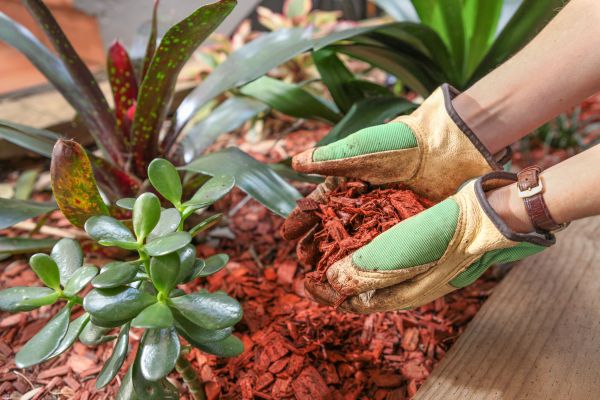 Cedar Mulch Installation in Taylor