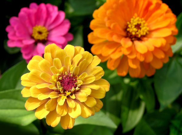 Zinnia Planting in Taylor