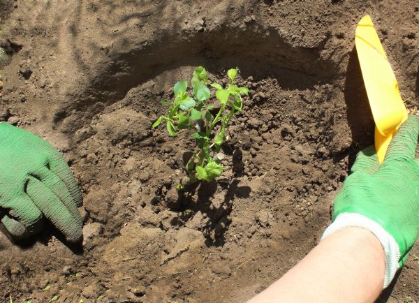 Rose Bush Planting in Taylor