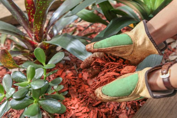 Residential Mulching in Taylor