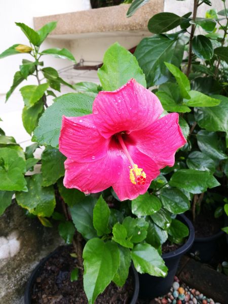 Hibiscus Planting in Taylor