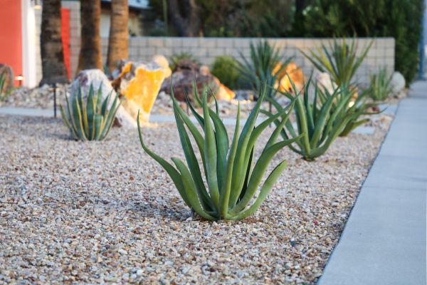 Drought Resistant Landscaping in Taylor