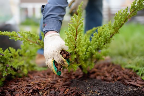 Church Mulching in Taylor