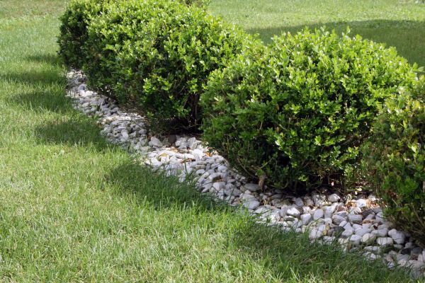 Boxwood Planting in Taylor