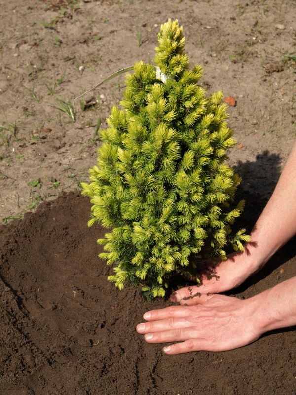 Pine Tree Planting